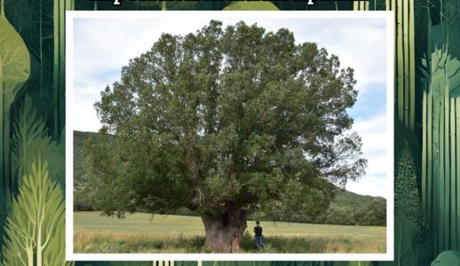 Exposición Árboles Singulares Alto Gállego